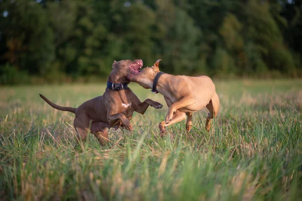 Luta Dois Terrieres Pit Bull Campo Grama Close Fotografado — Fotografia de Stock