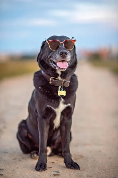 Black Labrador Sedí Silnici Brýlích — Stock fotografie