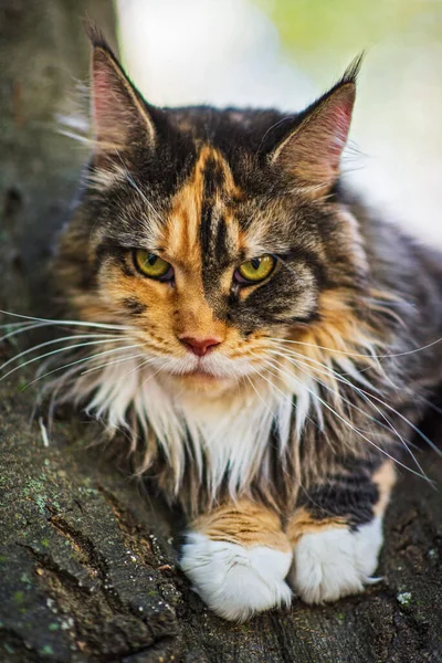 夏の公園の木の上に国内のメインコーン猫が座っています — ストック写真