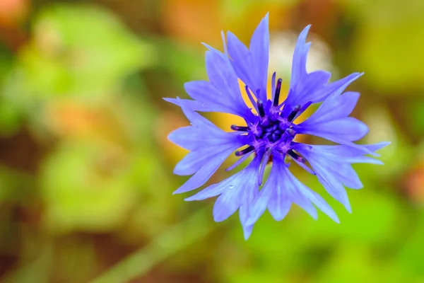 Vue Rapprochée Fleur Violette — Photo
