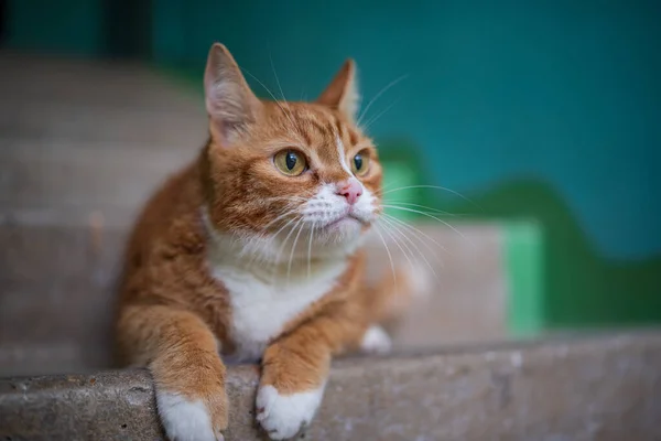 Eine Rote Hauskatze Liegt Auf Den Stufen Eingang Aus Nächster — Stockfoto