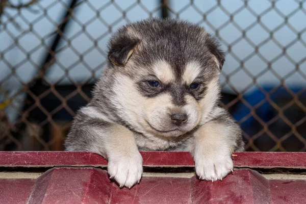 Portrait Husky Puppy Close — Stock Photo, Image