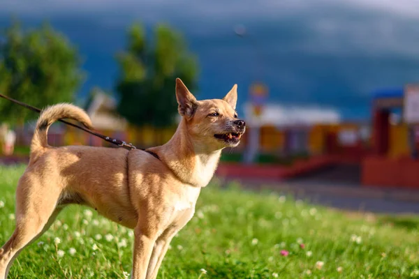 Çayırda yürüyen küçük kahverengi köpeğe bak 