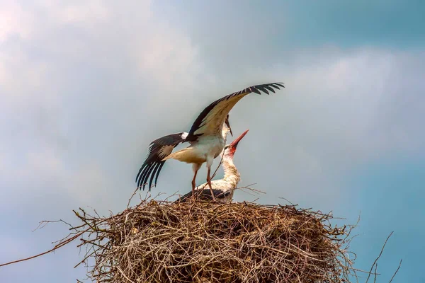 Stork Nest Sky Clouds — Stock Photo, Image