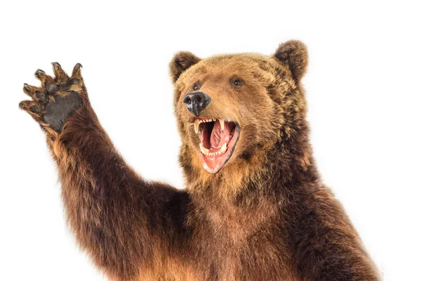 Portrait Snarling Bear — Stock Photo, Image