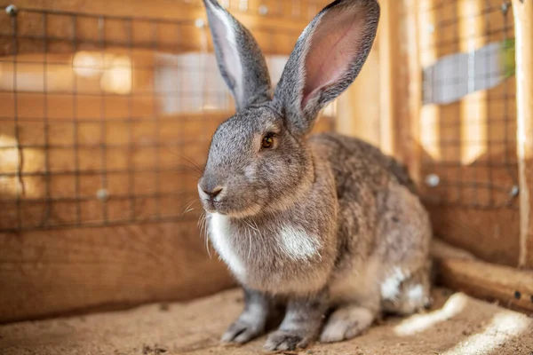 Lapin Gris Dans Une Cage Bois Gros Plan Photographié — Photo