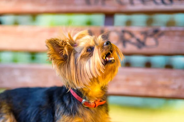 Terrier Parktaki Görüntüsü Yakından Çekilmiş — Stok fotoğraf