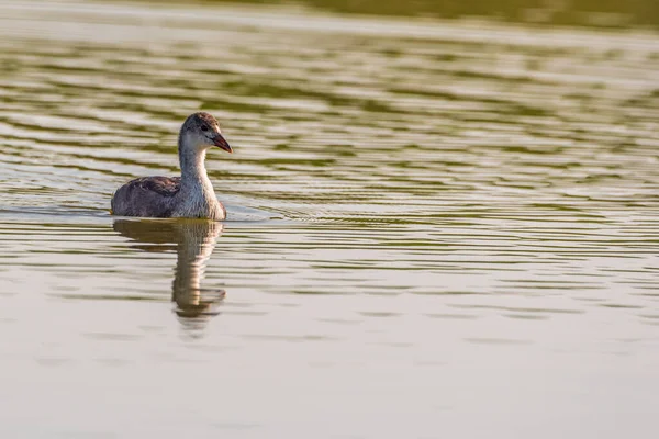 Lone Duck Swims Summer Lake — Stock Photo, Image