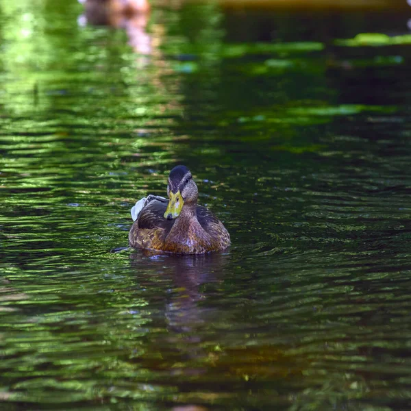 Ducks Swim Pond Shade — Stock Photo, Image