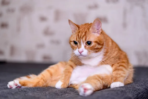赤い猫がソファに座っていて — ストック写真