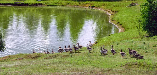 Entenfamilie Spaziert Auf Dem Gras Zum Teich — Stockfoto