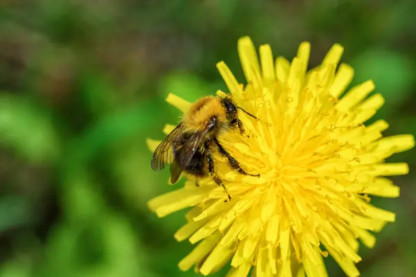 Bee Dandelion Macro — Stock Photo, Image