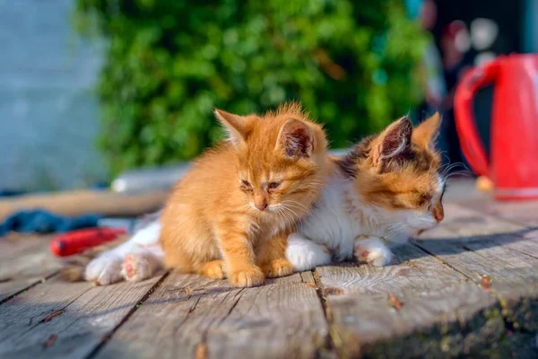 猫和姜猫 — 图库照片