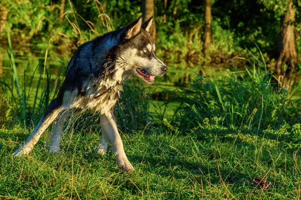 Retrato Husky Siberiano Jugando Hierba —  Fotos de Stock