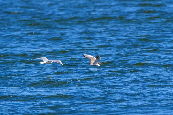 Gaivotas Pousam Superfície Água — Fotografia de Stock