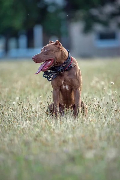 Retrato Terrier Americano Cansado Pit Bull Com Sua Língua Pendurada — Fotografia de Stock