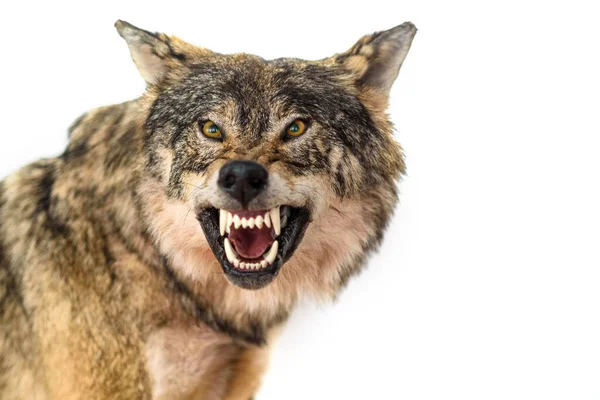 Uitzicht Opgezette Brullende Wolf — Stockfoto