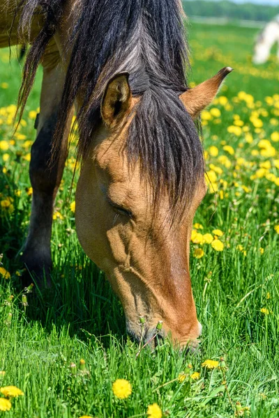 At tarlada karahindiba yiyor.