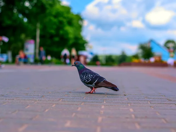 Pigeons Sidewalk — Stock Photo, Image