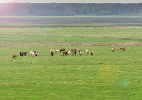 Horses Herd Field Horses Rest Pasture Eat Some Grass Play — Stock Photo, Image