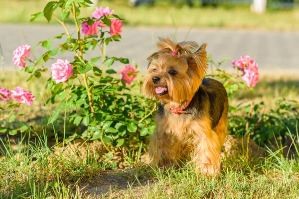 Yorkshire Terrier Playing Park Flowers — Stock Photo, Image
