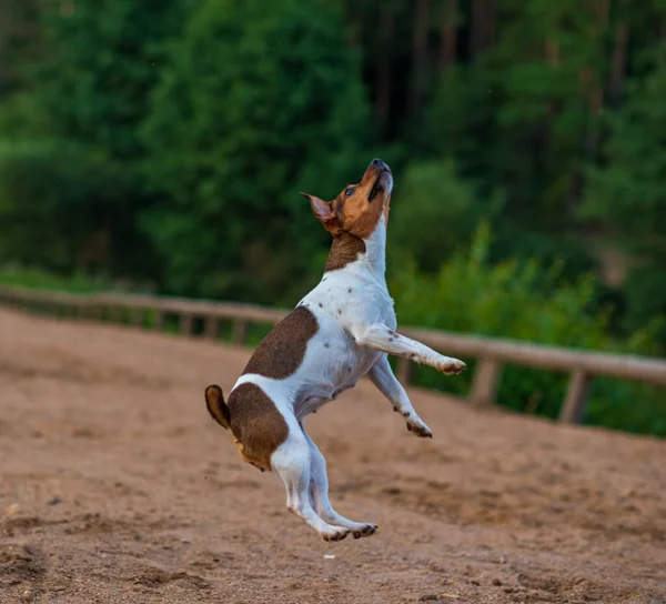 Saltos Perro Para Alimentación Fotografiado Movimiento Desenfoque — Foto de Stock