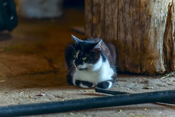 Vista Sobre Gato Manchado Negro Sentado — Foto de Stock