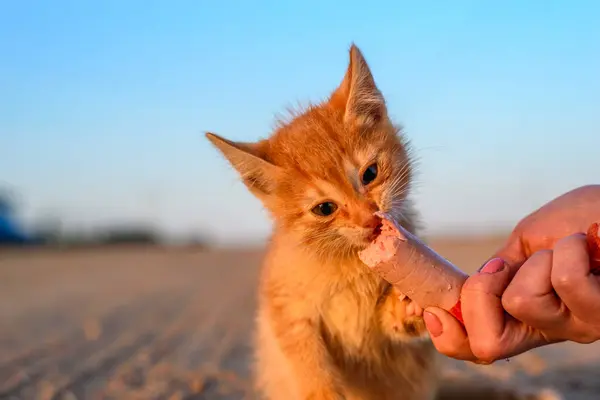 Een Klein Rood Katje Eet Een Worst — Stockfoto