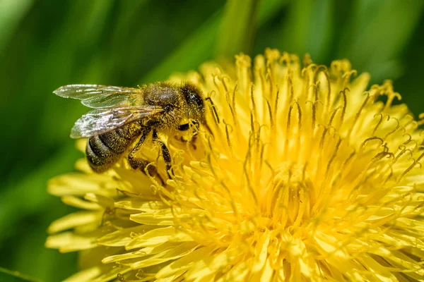 Samlar Nektar Från Maskros Närbild — Stockfoto