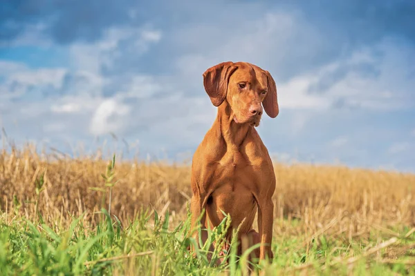Hungarian Hunting Dog Magyar Vizsla Sitting Wheat Field — Stock Photo, Image