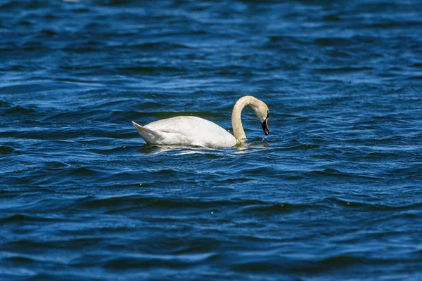 Одинокий Лебедь Купающийся Озере — стоковое фото