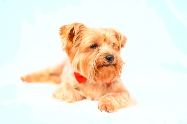 Portrait Yorkshire Terrier — Stock Photo, Image