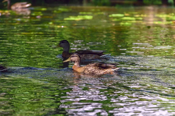 Ducks Swim Pond Shade — Stock Photo, Image