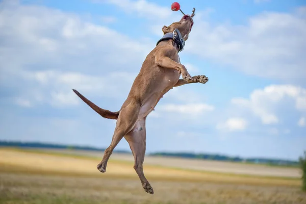 Amerikai Pit Bull Terrier Játszik Ugrás Egy Labdát Nyári Pályán — Stock Fotó