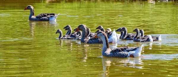 Enten Schwimmen See — Stockfoto