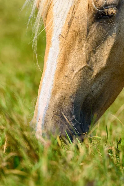 Portrait Horse Grazing Meadow Close — Stock Photo, Image