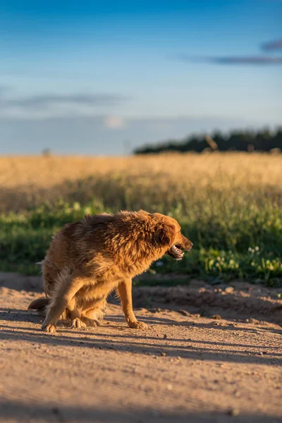 Perro Callejero Corre Por Campo — Foto de Stock