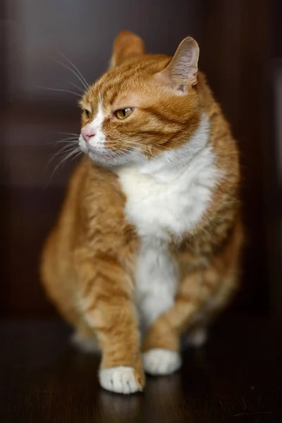 Pensive Erstaunliche Rote Katze Nahaufnahme — Stockfoto