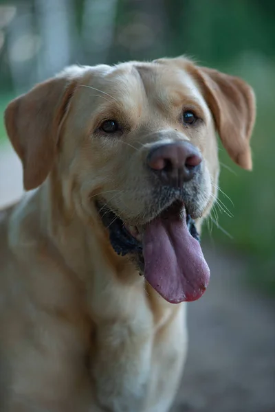 Portrait Pale Yellow Labrador Retriever Woods Photographed Close — Stock Photo, Image