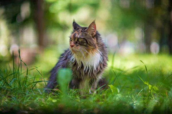 Retrato Gato Maine Casulo Parque Close Fotografado — Fotografia de Stock