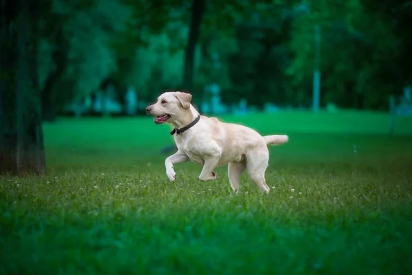 Genç Labrador parkta oynuyor. Yakından çekilmiş..