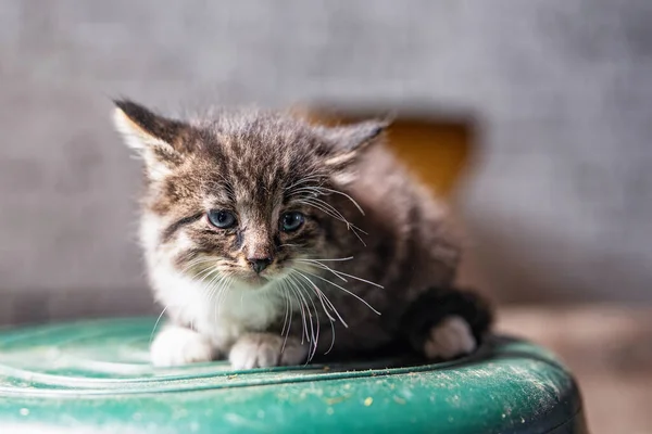 Ein Kleines Graues Krankes Obdachloses Kätzchen Sitzt Auf Einer Umgedrehten — Stockfoto
