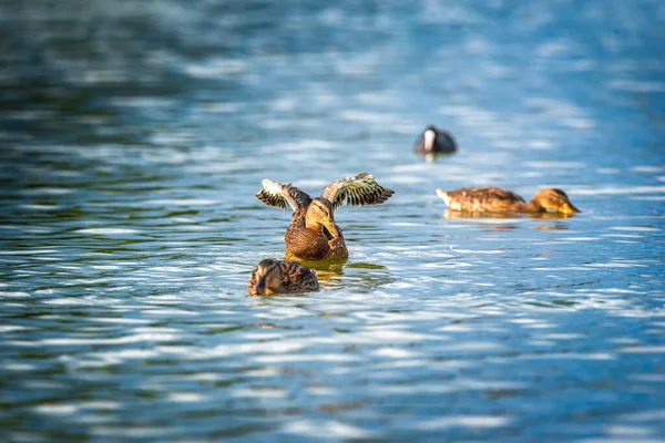 Eine Ente Teich Flattert Beim Start Mit Den Flügeln — Stockfoto