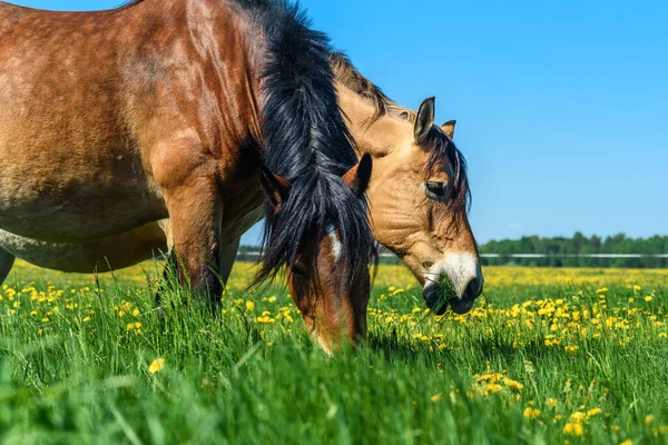 Atlar karahindiba ile tarlada otluyor.