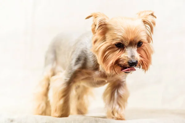 Retrato Estudio Terrier Yorkshire —  Fotos de Stock