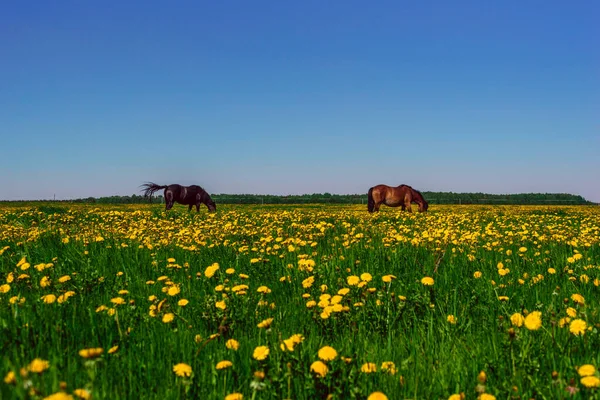 Horse Field Dandelions — Stock Photo, Image