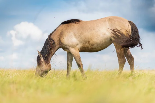 Pâturage Solitaire Chevaux Dans Une Prairie Parc — Photo