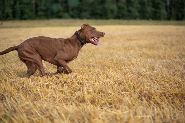 Yakışıklı Amerikan Pitbull Terrier Biçilmiş Alanda Hızlı Koşar — Stok fotoğraf
