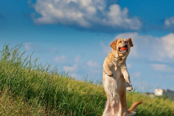 Labrador Fawn Jogando Com Uma Bola Campo Verão — Fotografia de Stock