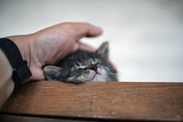 Homme Pressa Tête Chaton Contre Une Chaise Bois — Photo